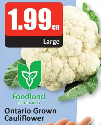 Starsky Ontario grown cauliflower offer