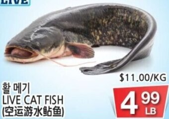 H-Mart Live Cat Fish offer