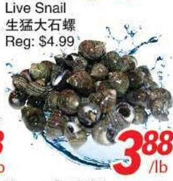Foody World Live Snail offer