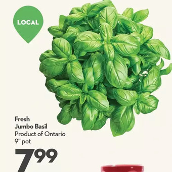Longo's Fresh jumbo basil offer