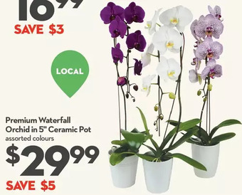 Longo's Premium waterfall orchid in 5" ceramic pot offer