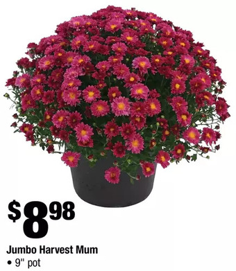Home Depot Jumbo harvest mum offer