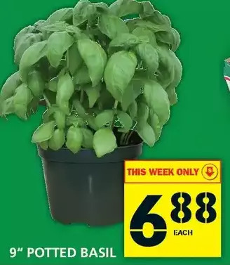 Food Basics 9" potted basil offer