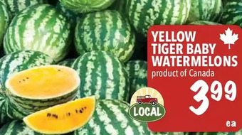 Farm Boy Yellow tiger baby watermelons offer