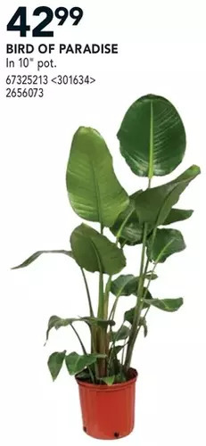 RONA Bird of paradise offer