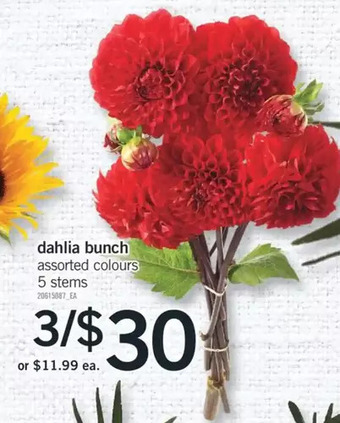 Fortinos Dahlia bunch. 5 stems offer