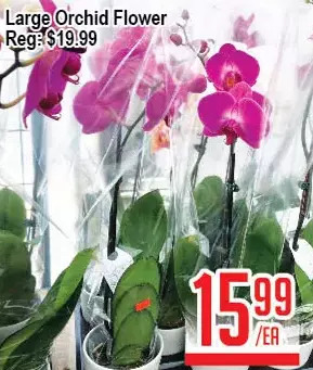 Skyland Foodmart Large orchid flower offer