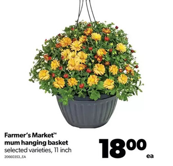 Real Canadian Superstore Farmer's market mum hanging basket offer