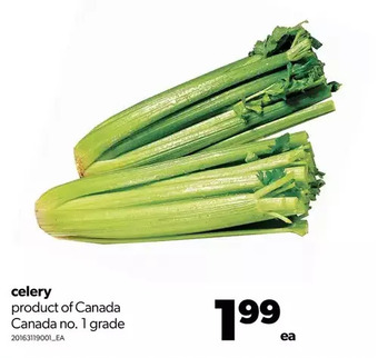 Real Canadian Superstore Celery offer
