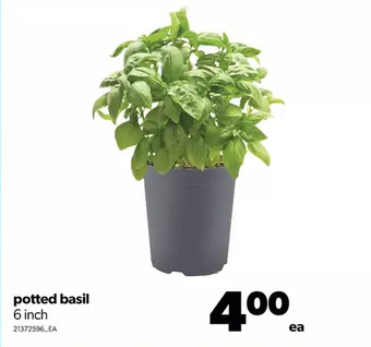 Real Canadian Superstore Potted basil offer