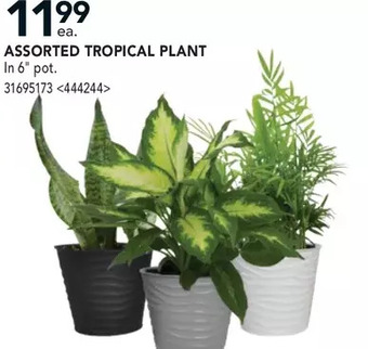 RONA Tropical plant offer
