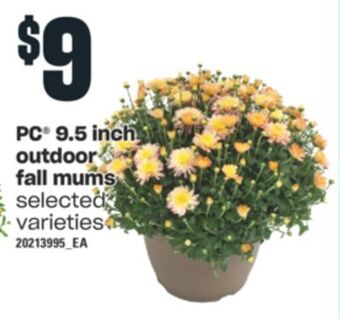 Independent Grocer Pc®, 9.5 inch outdoor fall mums offer