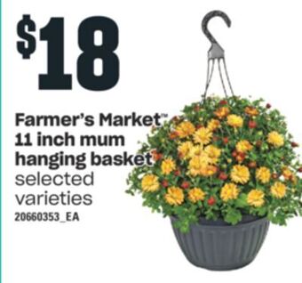 Independent Grocer Farmer's market™ 11 inch mum hanging basket offer