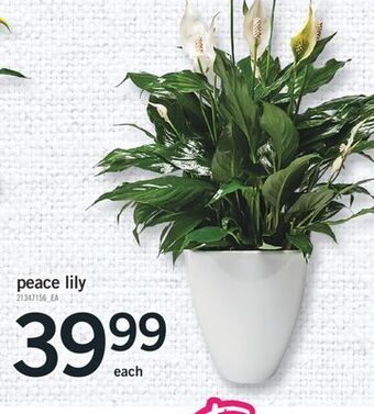 Fortinos Peace lily offer