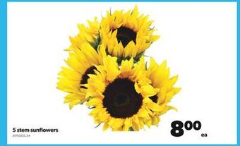 Real Canadian Superstore 5 stem sunflowers offer