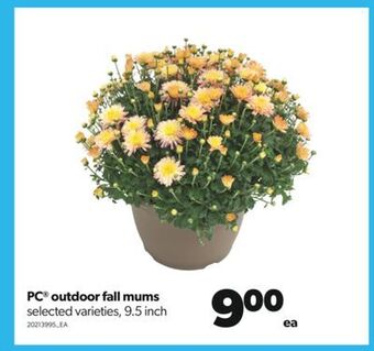 Real Canadian Superstore Pc® outdoor fall mums, 9.5 inch offer