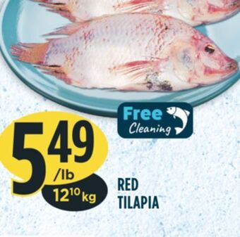Marché Adonis Red tilapia offer