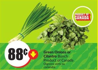 FreshCo Green onions or cilantro bunch product of canada offer