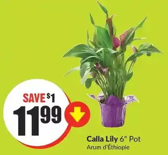 FreshCo Calla lily offer