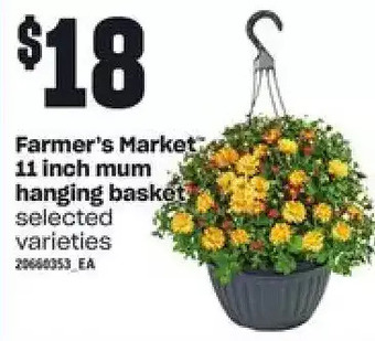 Loblaws Farmer's market 11 inch mum hanging basket offer