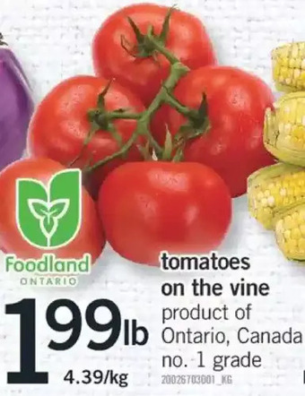 Fortinos Tomatoes on the vine offer