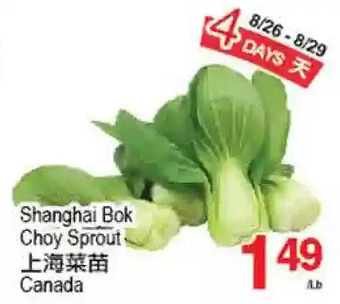 T&T Supermarket Shanghai bok choy sprout offer