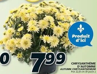 IGA Chrysanthéme D'Automne offer