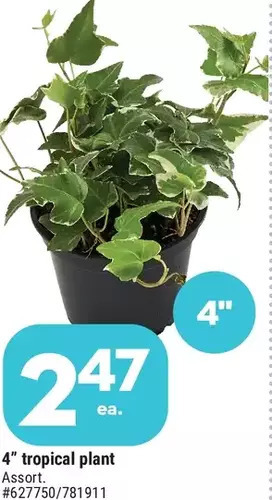 Giant Tiger 4" tropical plant offer