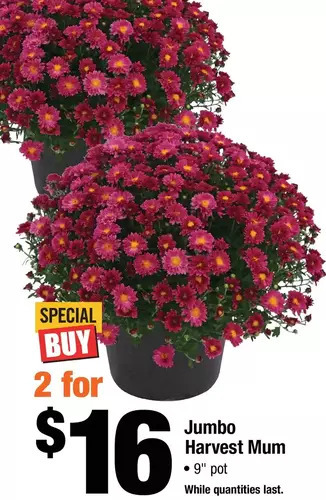 Home Depot Jumbo harvest mum offer