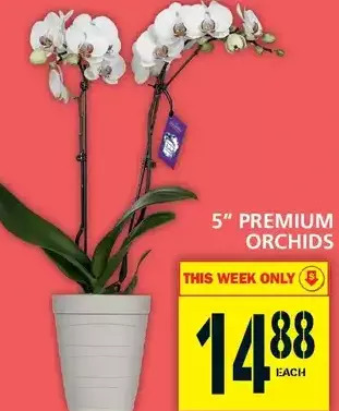 Food Basics 5'' premium orchids offer
