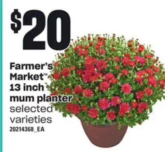 Loblaws Farmer's market™ 13 inch mum planter offer