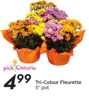 Sobeys Tri-colour fleurette offer
