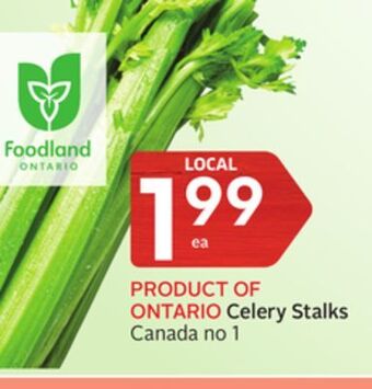 Foodland Celery stalks canada no 1 offer