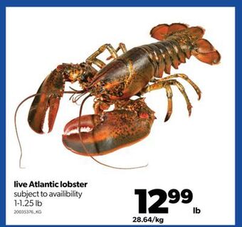 Real Canadian Superstore Live atlantic lobster, 1-1.25 lb offer