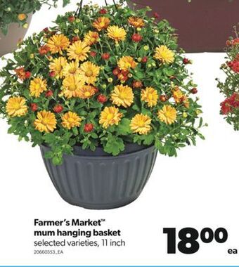 Real Canadian Superstore Farmer's market™ mum hanging basket, 11 inch offer