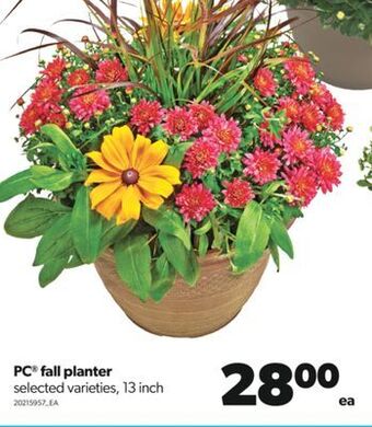Real Canadian Superstore Pc® fall planter, 13 inch offer