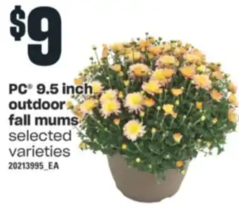 Independent Grocer Pc® 9.5 inch outdoor outdoor fall mums offer