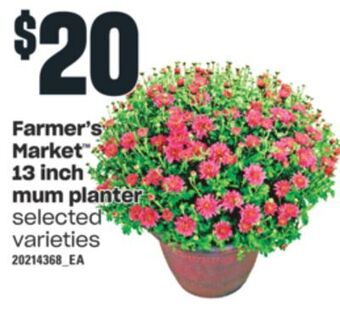 Independent Grocer Farmer's market™ 13 inch mum planter offer