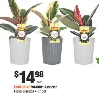 Home Depot Vigoro® assorted ficus elastica offer