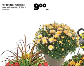 Real Canadian Superstore Pc outdoor fall mums offer