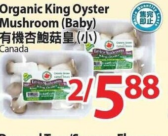 T&T Supermarket Organic King Oyster Mushroom (Baby) offer