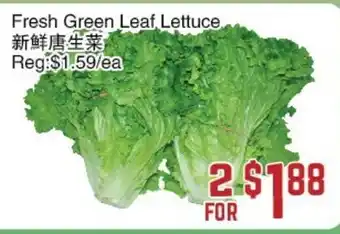 Fresh Green Leaf Lettuce