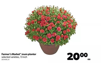 Real Canadian Superstore Farmer's market mum planter offer
