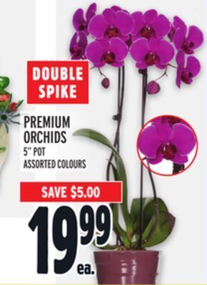 Metro Premium orchids offer