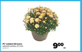 Real Canadian Superstore Pc® outdoor fall mums, 9.5 inch offer