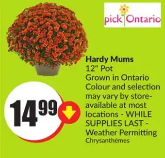 FreshCo Hardy mums 12" pot grown in ontario offer