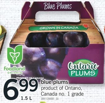 Fortinos Blue plums, 1.5 l offer