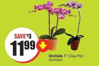 FreshCo Orchids offer