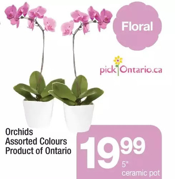 Highland Farms Orchids offer