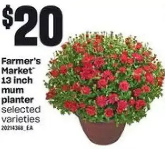 Loblaws Farmer's market 13 inch mum planter offer